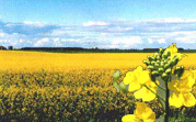 Canola